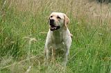 LABRADOR 1268